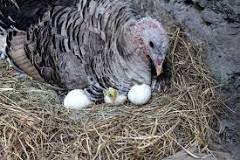 do-domestic-turkeys-lay-eggs-every-day