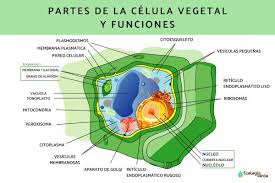 célula vegetal qué es partes