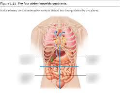 These lines when intersect each other, make nine abdominal quadrants. Abdominal Quadrants And Their Organs Diagram Quizlet