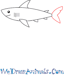 how to draw a simple shark for kids