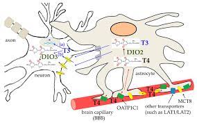 Cancers | Free Full-Text | Involvement of Thyroid Hormones in Brain  Development and Cancer