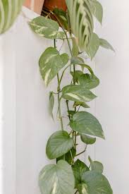 Indoor Plant For Low Light Tips And