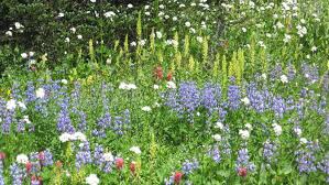 When To Plant Wildflowers At Home In
