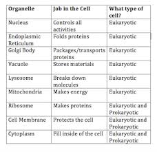 Do Eukaryotic Cells Have A Nucleus Video Lesson