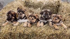 We offer purebred german shepherd puppies for sale from some of the best imported lines from germany. German Shepherd Puppies Faribault Mn Owatonna Mn Randy S Shepherds