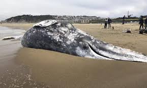 killing whales off the california coast