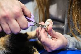 how to trim a cat s nails without