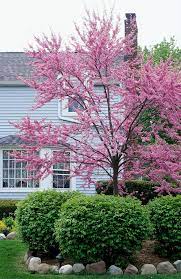 18 small trees for front yards that