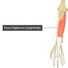 Forearm muscles anatomy the term forearm is used in anatomy to distinguish it from the arm, a word which is most often used to describe the entire appendage of the upper limb, but which in anatomy, technically, means only the region of the upper arm, whereas the lower 'arm' is called the forearm. 1