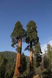 Image result for is a redwood and a sequoia the same tree