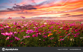 amazing beautiful cosmos flower field