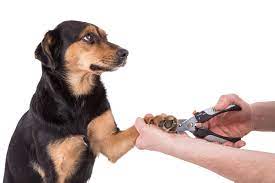 dog biting nails top 6 reasons why