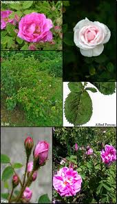 cabbage rose rosa centifolia