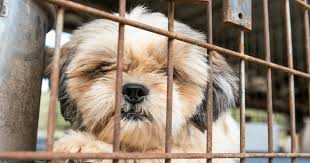 Most stores in new york city typically only carry shih tzu puppies, yorkie puppies, maltese puppies, and chihuahua puppies. New York Senate Passes Bill To Help End Puppy Mills In 2020 Pet Store Puppies Puppy Mills Puppies