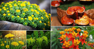 48 Best Medicinal Plants With Their Benefits Balcony