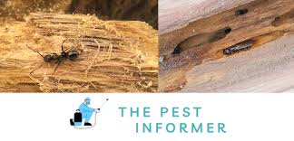 signs of carpenter ants in house how
