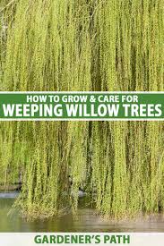 grow and care for weeping willows