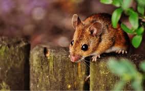 What Scents Will Keep Mice Away