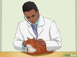 Why do cats lick themselves to the point of losing hair? How To Stop A Cat From Pulling Its Hair Out 10 Steps