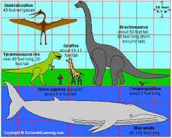 Animal Size Comparison Chart This Is A Scientifically Accu