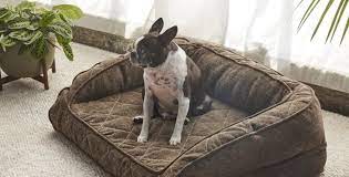 best dog beds of 2023 sleep foundation