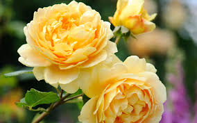 Simple Tips To Grow Healthy Roses