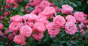 Pink Roses For Your Garden