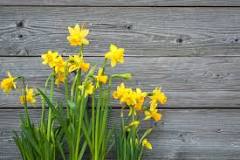 How many daffodils should you plant together?