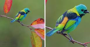 عکس های زیباترین پرندگان جنگل‌های بکر و منحصر به فرد برزیل | گجت نیوز