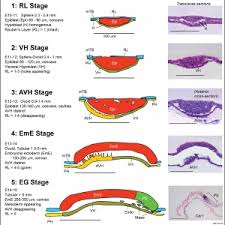 Bovine Development Embryology