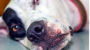 canine papilloma virus cause