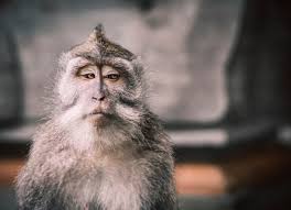 Make monkey puppet memes or upload your own images to make custom memes. Premium Photo A Close Up Picture Of A Balinese Monkey With A Serious Face That Looks The Other Way Creating A Very Memeable Picture There Is Enough Negative Space To Write