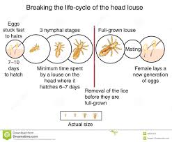Head Louse Life Cycle Stock Illustration Illustration Of