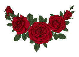 red roses drawing images browse 719