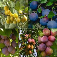He pulled a peach from the tree. Plum Tree Multi Variety Fruit Tree Plum 5 Varieties On One Tree Garden Plants