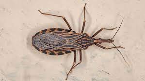 kissing bug