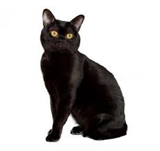 While some pet lovers prefer male baby kittens as they are more affectionate, others want. Bombay Cat Breed Information Purina