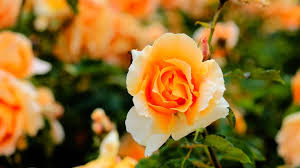 Kako da vam SVE RUŽE uvek cvetaju? - Odredite idealno vreme sadnje! |  Agromedia