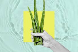 aloe vera juice benefits and side effects