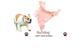 He will not be put in a crate under a plane. Barks In Bulldog Price In India Across All Major Indian Cities