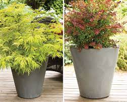 shrubs for planting in containers