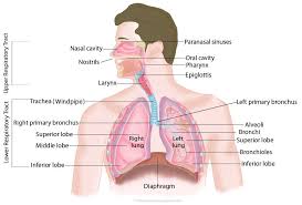 Respiratory System Structure Parts Function