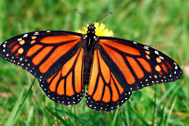 monarch erfly