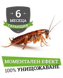 Хлебарките са преживели няколко апокалипсиса и много често. Prskane Sreshu Hlebarki Preventa Dddd Borba S Vreditelite