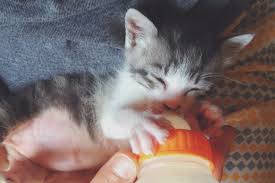 how to wean kittens off a bottle