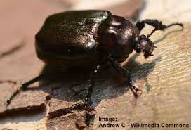 32 black beetles identification guide