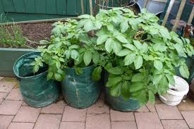Growing Potatoes In Planter Bags Life