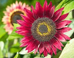 Red flowers that look like sunflowers. How To Grow Sunflowers