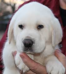 Maybe you would like to learn more about one of these? White Lab Puppies For Sale White Labradors White Labrador Puppies