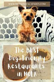 12 1 best dog friendly restaurants in